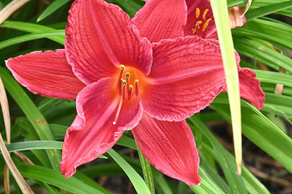 2025-07119524 Tower Hill Botanic Garden, MA.JPG - Daylily. New England Botanic Garden at Tower Hill, MA, 7-11-2025